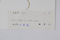 繁穗莧藏品圖，第2張