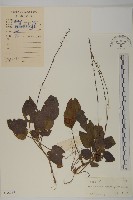 阿里山鬼督郵藏品圖，第1張