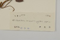 阿里山鬼督郵藏品圖，第3張