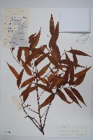 黃連木、爛心木藏品圖，第1張