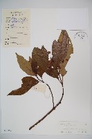 水紅木藏品圖，第1張