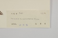 窄翅衛矛藏品圖，第3張