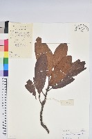 百合花杜鵑藏品圖，第1張