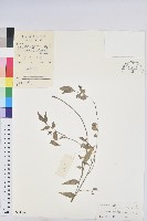 登錄號:S038769藏品圖，第1張