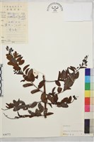 多葉勾兒茶藏品圖，第1張