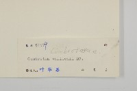 石風車子藏品圖，第3張