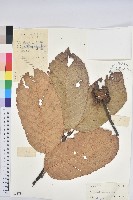 鉤栲藏品圖，第1張