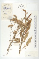 登錄號:S038797藏品圖，第1張