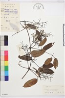 革葉鐵線蓮藏品圖，第1張