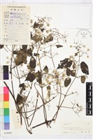 鈍齒鐵線蓮藏品圖，第1張