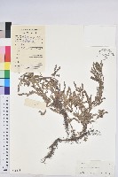 葉下珠、珠仔草藏品圖，第1張