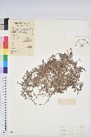 千根草藏品圖，第1張