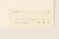 三七草藏品圖，第3張