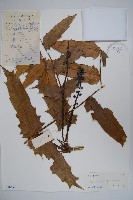 闊葉十大功勞藏品圖，第1張