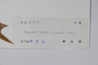 闊葉十大功勞藏品圖，第2張