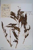 睫毛萼鳳仙花藏品圖，第1張