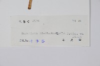 睫毛萼鳳仙花藏品圖，第2張