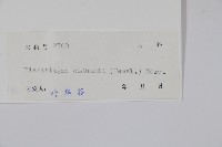 瓜馥木藏品圖，第2張