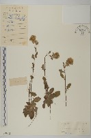 柔毛艾納香藏品圖，第1張