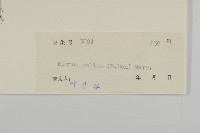 柔毛艾納香藏品圖，第3張