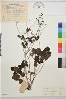 爪哇唐松草藏品圖，第1張