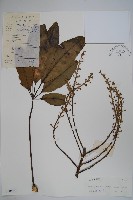 鵝掌柴、江某、鴨腳樹藏品圖，第1張