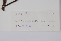 鵝掌柴、江某、鴨腳樹藏品圖，第2張