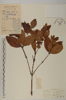 草珊瑚、紅果金粟蘭藏品圖，第1張