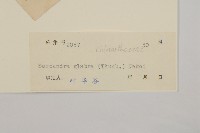 草珊瑚、紅果金粟蘭藏品圖，第3張