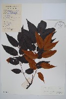 南酸棗藏品圖，第1張