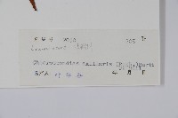 南酸棗藏品圖，第2張