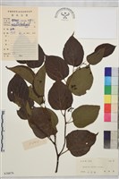 拐棗、枳椇藏品圖，第1張