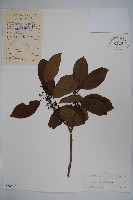 鐵冬青藏品圖，第1張