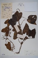 薄葉細辛、尾花細辛藏品圖，第1張