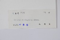 薄葉細辛、尾花細辛藏品圖，第2張