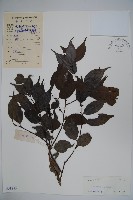 臺灣糊樗藏品圖，第1張