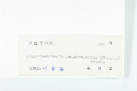 香港四照花藏品圖，第3張