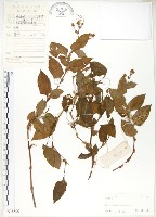 火炭母草、清飯藤藏品圖，第1張