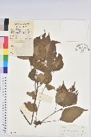 紅背山麻桿藏品圖，第1張