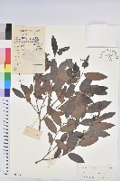 紅毛饅頭果藏品圖，第1張