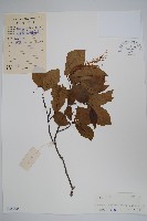 羊角扭藏品圖，第1張