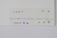 羊角扭藏品圖，第2張