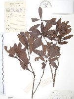 楊梅藏品圖，第1張