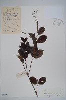 酸藤藏品圖，第1張