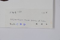 酸藤藏品圖，第2張