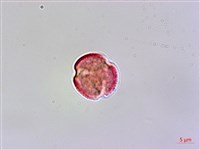 登錄號:S038912藏品圖，第1張