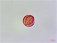 登錄號:S038912藏品圖，第2張