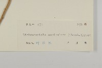 魚眼菊藏品圖，第3張