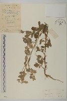 柔毛艾納香藏品圖，第1張