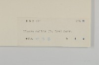 柔毛艾納香藏品圖，第3張